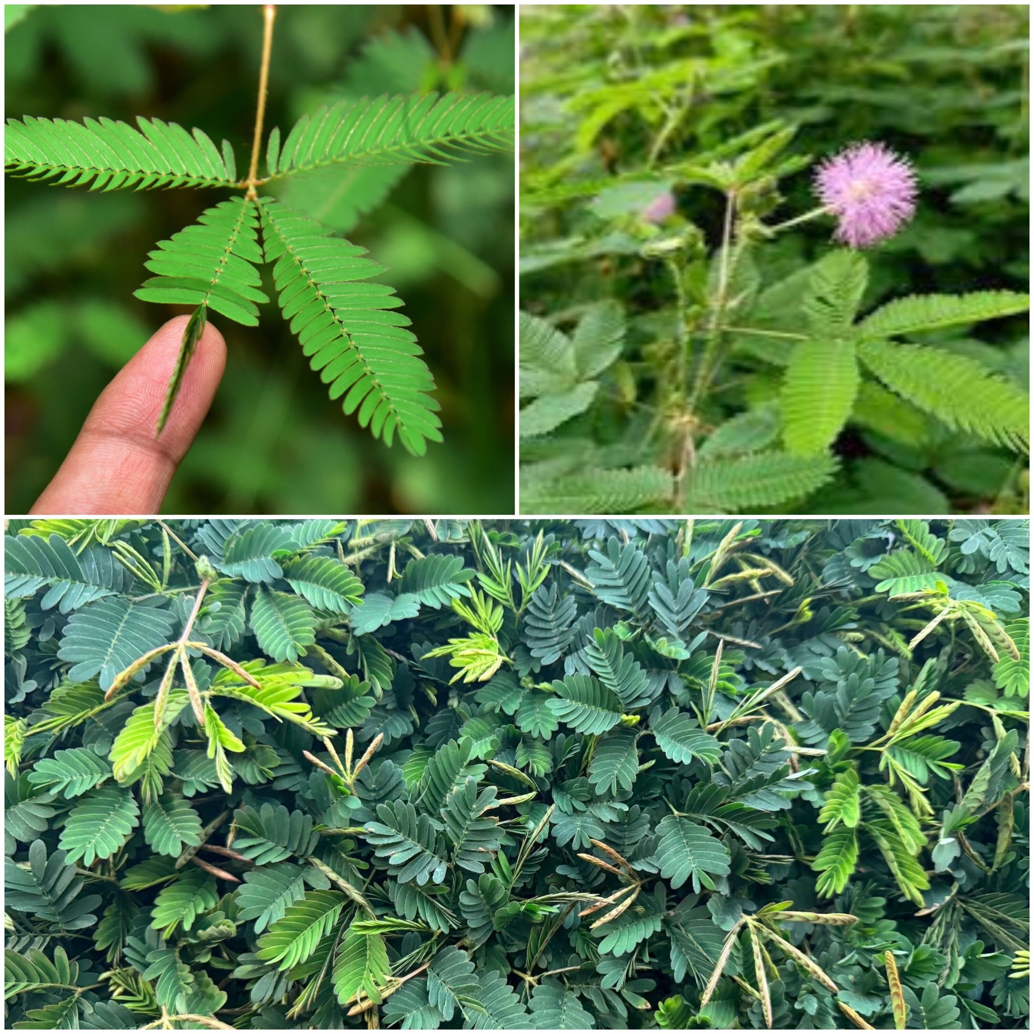 The Hidden Treasure of the Mimosa Plant