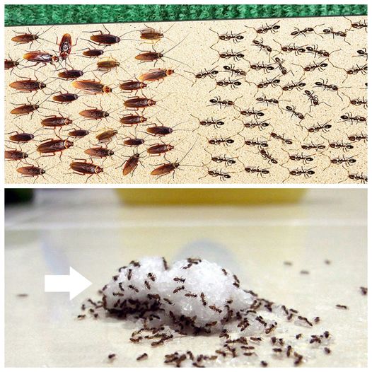 One drop on the ground will eliminate household ants in two minutes