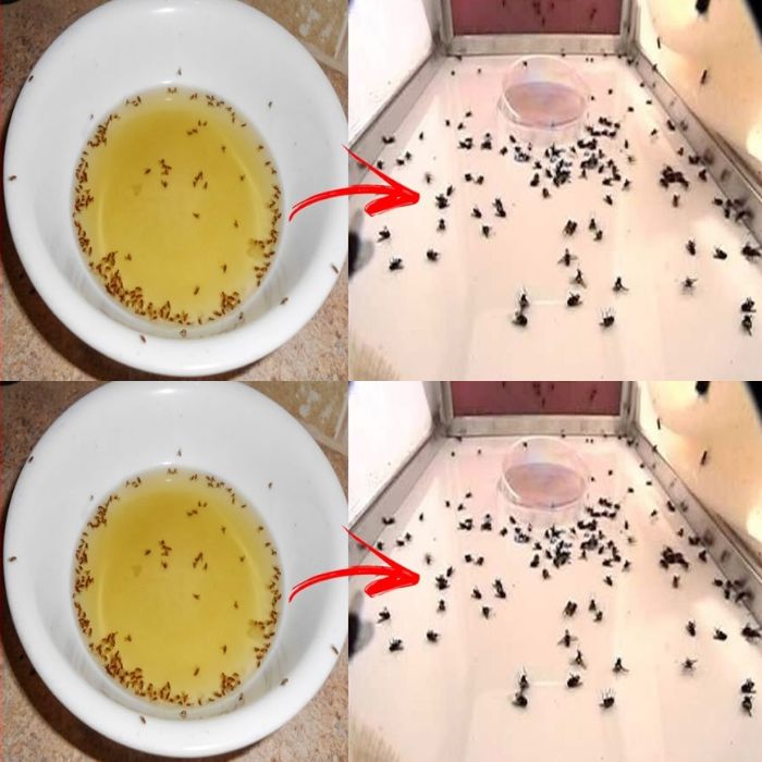 Put it in your house and you will never see flies or mosquitoes again the natural remedy