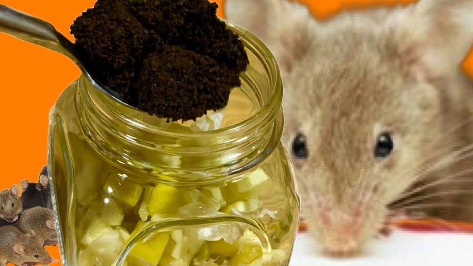 Mice and rats will avoid your house