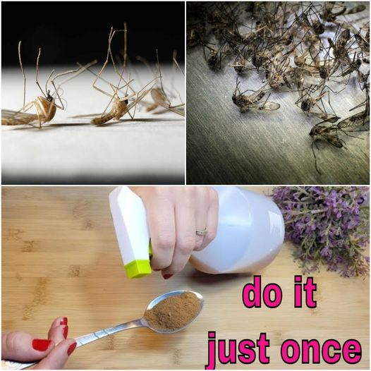 Say Goodbye to Flies and Mosquitoes with This Homemade Trap