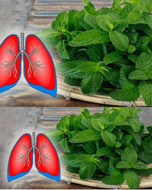 6 Plants to Clean Your Lungs and Fight Asthma