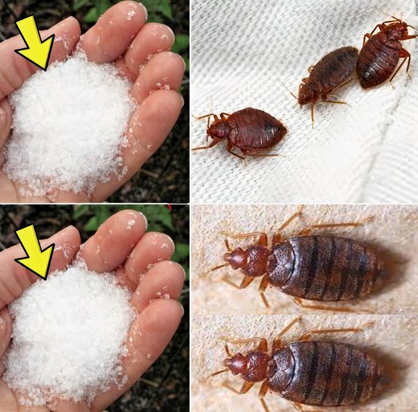 Say Goodbye to Bedbugs