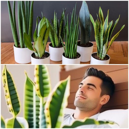 Put-this-plant-by-the-bed-Cleans-the-air-stronger-than-all-plants-The-result-is-astonishing