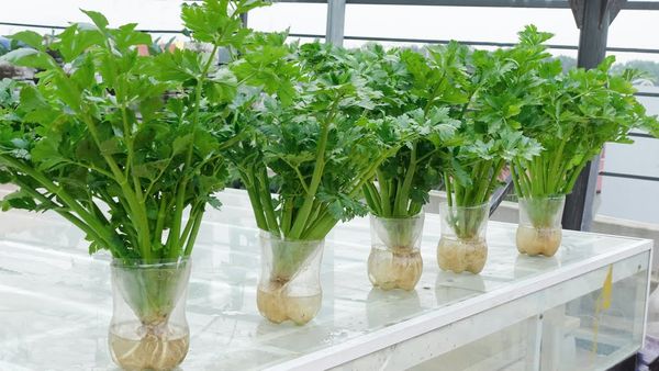 Growing Crunchy Celery in Plastic Bottles