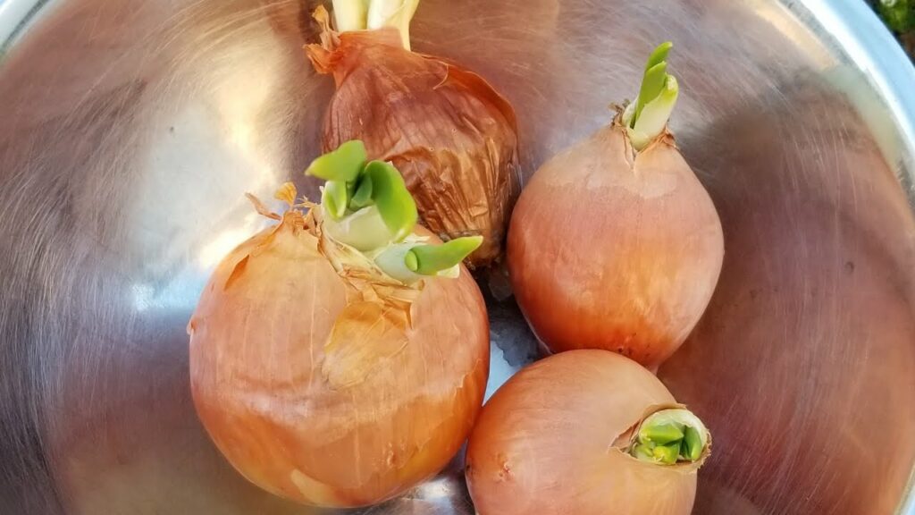 Don’t Throw Away Sprouted Onion Bulbs