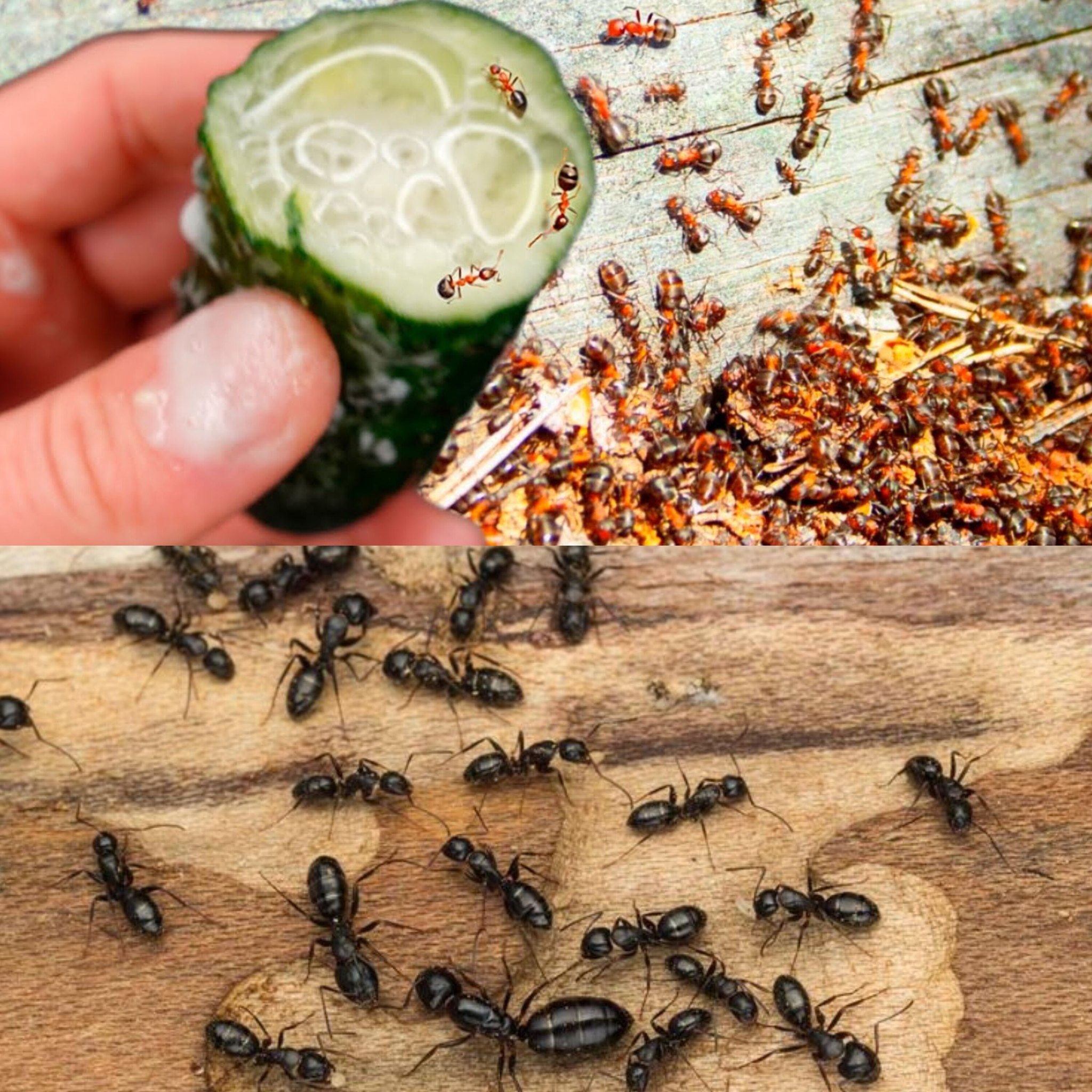 Banish Ants and Aphids Forever with Cucumber