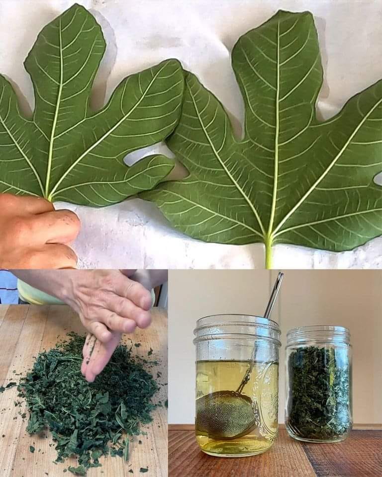 Using Fig Leaves Power Treatment for Diabetes and Other Conditions
