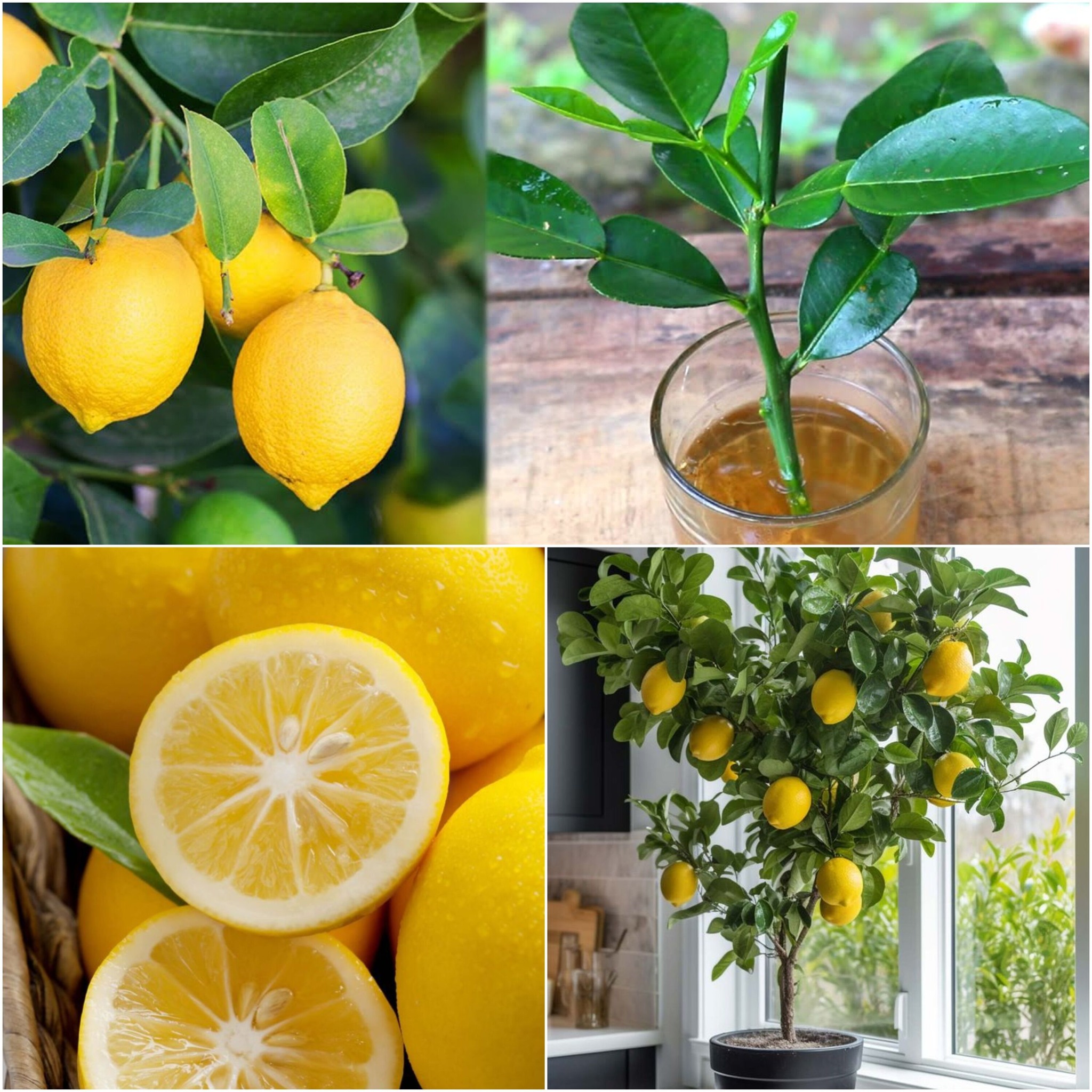 Unlock the Magic of Growing Lemon Tree Cuttings with This Simple Water Soaking Method
