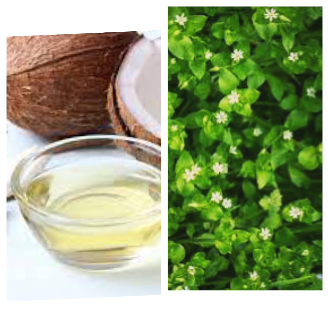 Chickweed and coconut oil for eczema and psoriasis